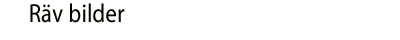 Räv bilder